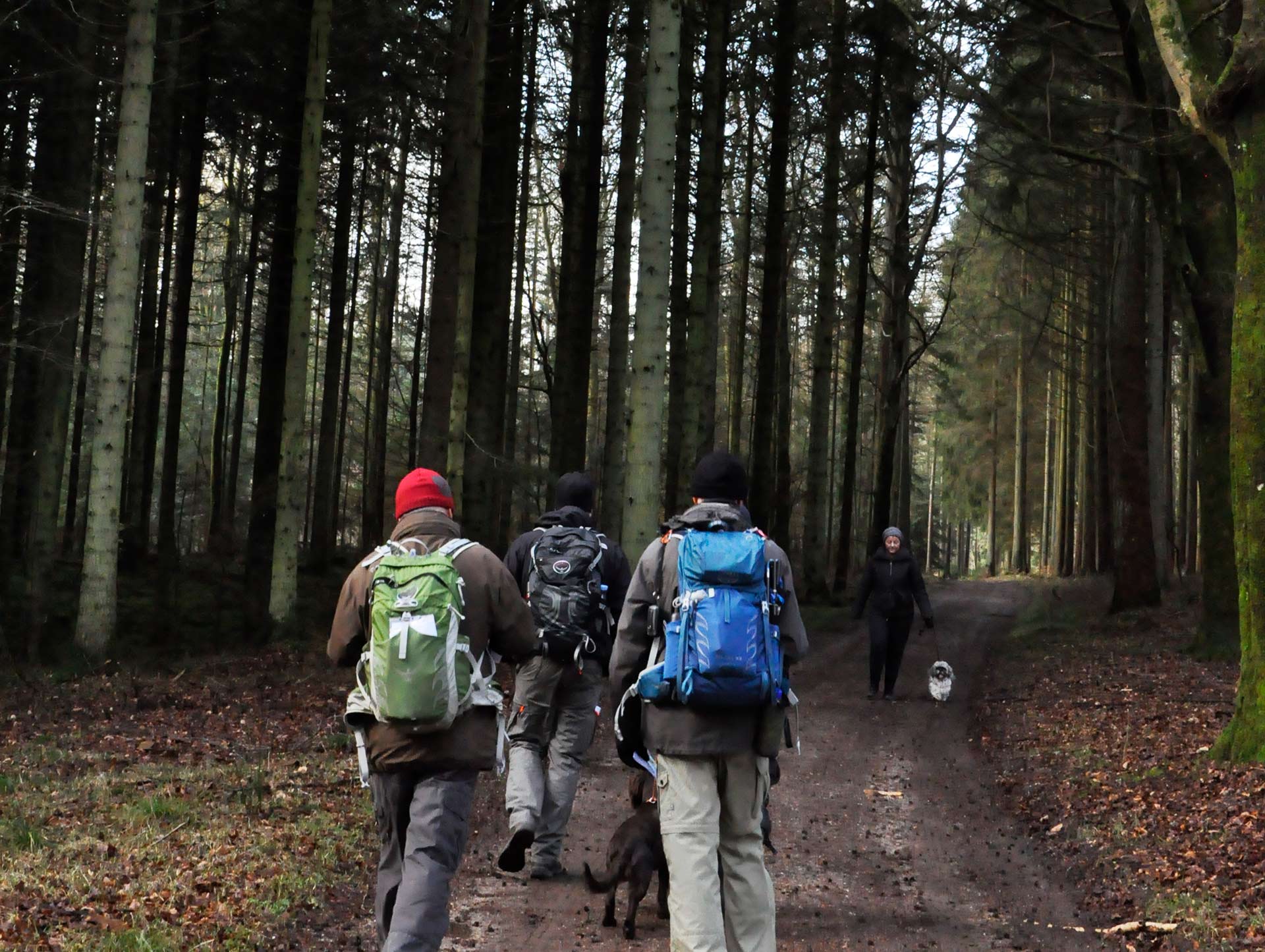 gruppe-gaar-tur-i-skoven